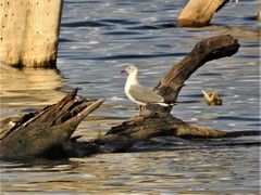 Chroicocephalus cirrocephalus