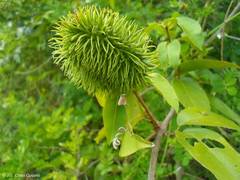 Bignonia binata