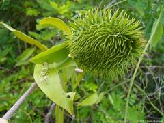 Bignonia binata