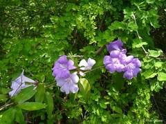 Bignonia binata