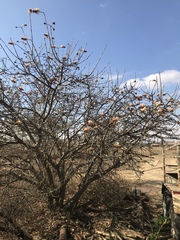 Erythrina lysistemon