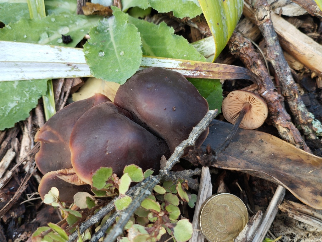 Macrocystidia cucumis · May 2025 · photo: © geoffr (iNaturalist, cc0)
