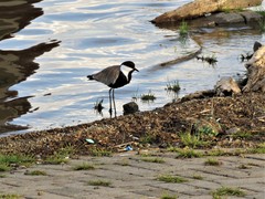 Vanellus spinosus