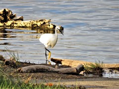 Egretta garzetta