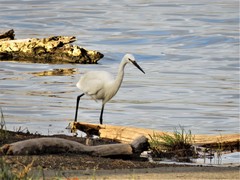 Egretta garzetta