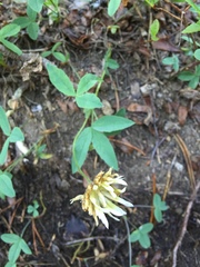Trifolium longipes