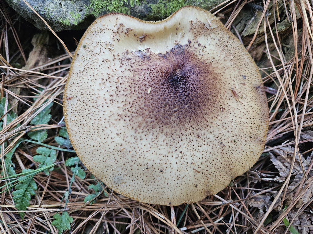 Tricholomopsis ornaticeps · May 2025 · photo: © jacog (iNaturalist, cc0)