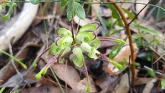 Grevillea mucronulata