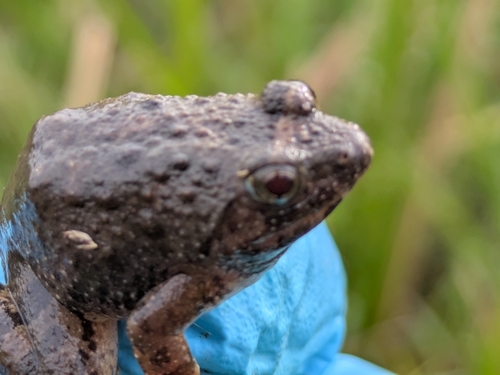 Natal Puddle Frog