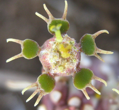 Anthacanthae