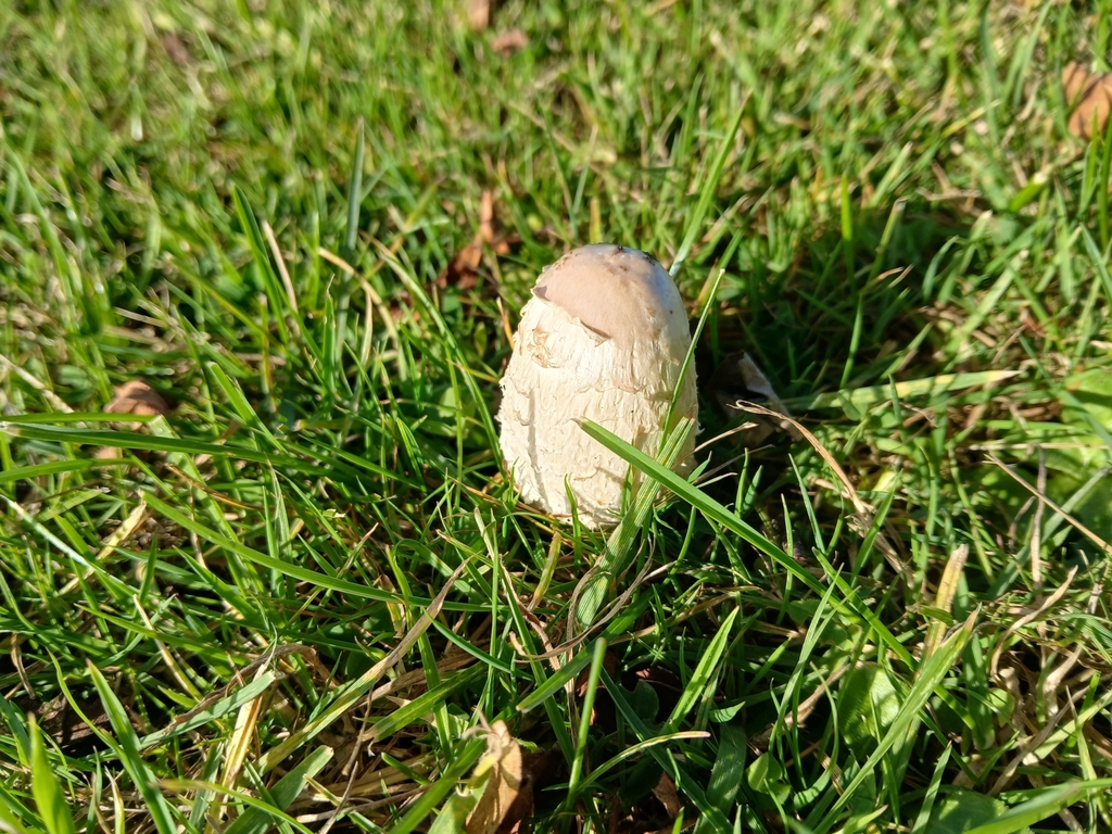 Coprinus comatus · May 2025 · photo: © bigfarma2017 (iNaturalist, cc-by)
