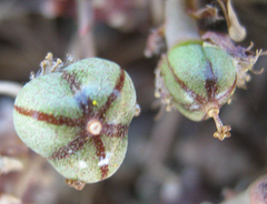 Anthacanthae