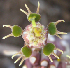 Anthacanthae