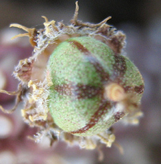 Anthacanthae