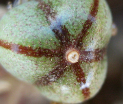 Anthacanthae