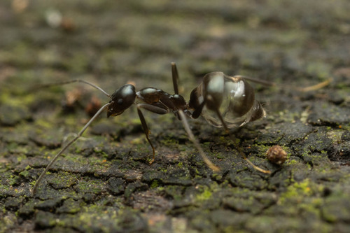 Leptomyrmex burwelliLeptomyrmex burwelli