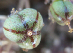 Anthacanthae