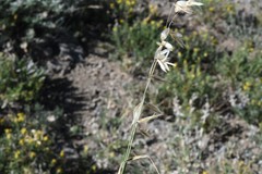 Melica stricta