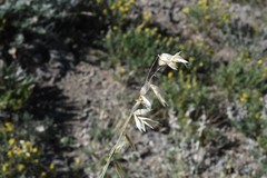 Melica stricta