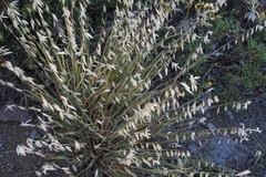 Melica stricta