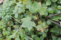 Ribes laxiflorum