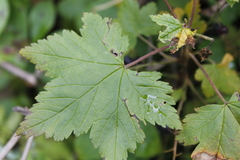 Ribes laxiflorum