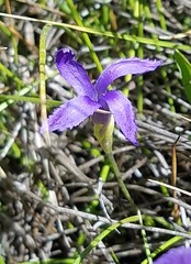 Gentianopsis simplex