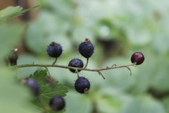 Ribes laxiflorum