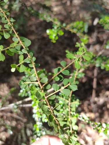 Image of Pittosporum spinescens by (c) Tony van Kampen, some rights reserved (CC BY)