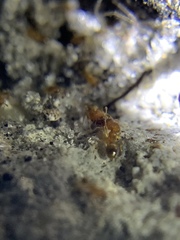 Pheidole parva