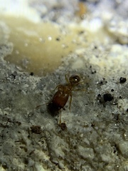 Pheidole parva