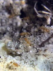 Pheidole parva