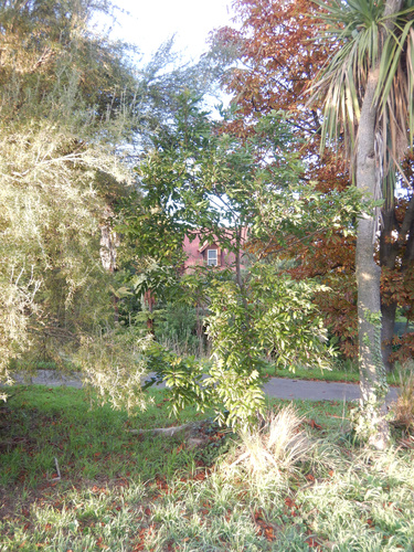 Alectryon excelsus