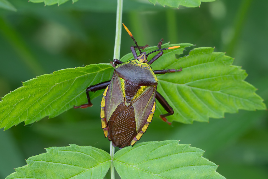 Eurostus validus