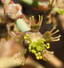 Anthacanthae
