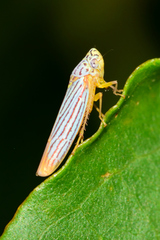 Graphocephala aurora