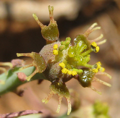Anthacanthae