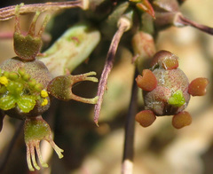 Anthacanthae