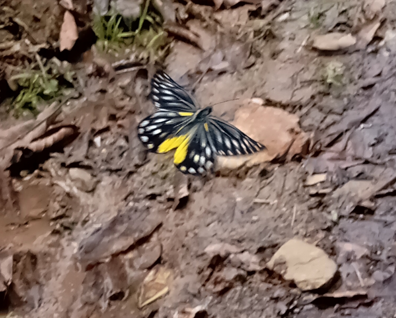 Hill Jezebel