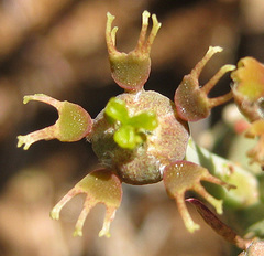 Anthacanthae