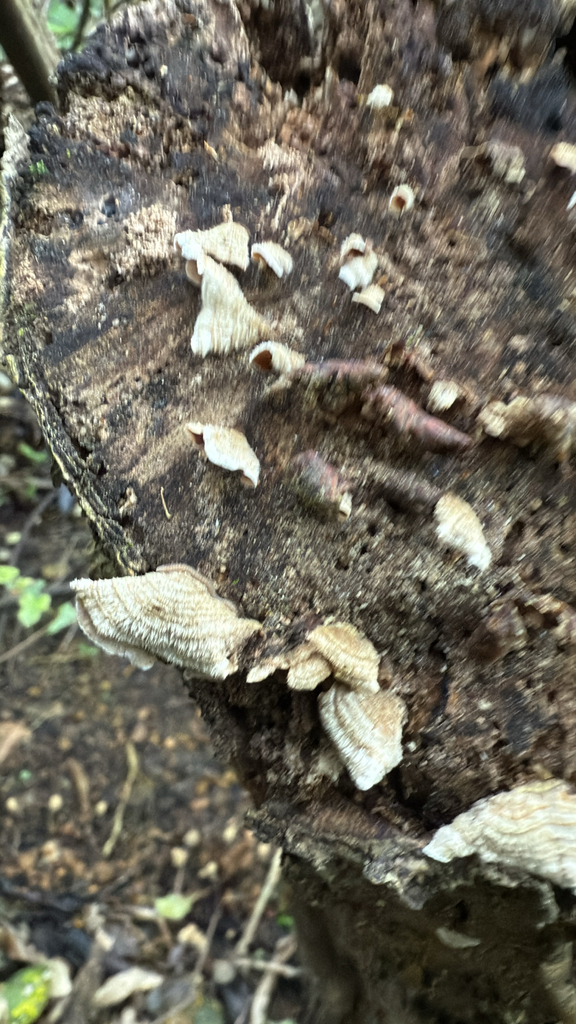 Stereum vellereum