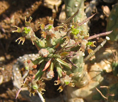 Anthacanthae