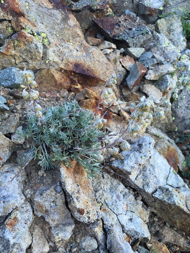 forked wormwood (Artemisia furcata)