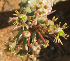 Anthacanthae