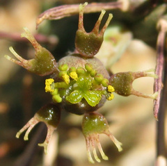 Anthacanthae