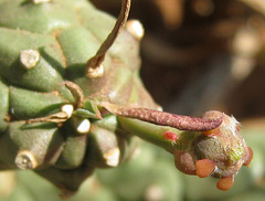 Anthacanthae