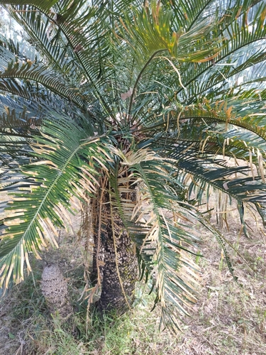 Cycas megacarpa, photograph 1