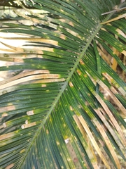 Cycas megacarpa, photograph (c) Tony van Kampen, some rights reserved (CC BY)