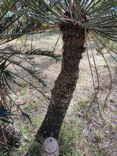 Cycas megacarpa, photograph 3