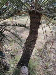 Cycas megacarpa, photograph (c) Tony van Kampen, some rights reserved (CC BY)